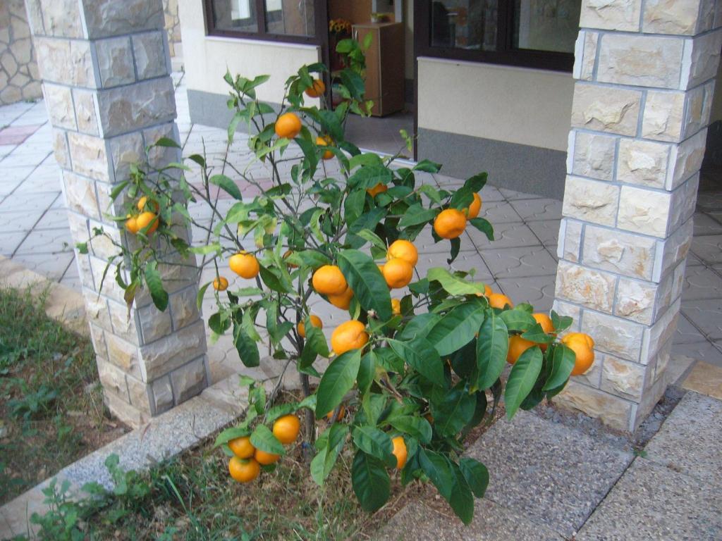 Vonkajšia záhrada v ubytovaní Apartments Villa Macola