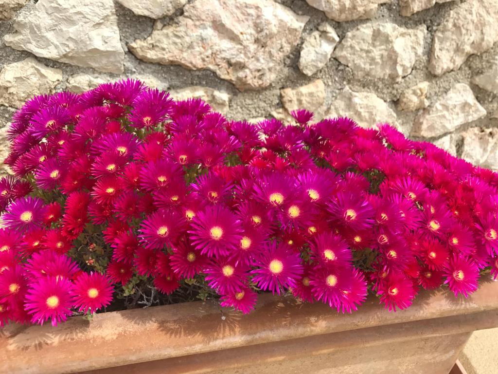 Zahrada ubytování Jasmine - Morfi Village