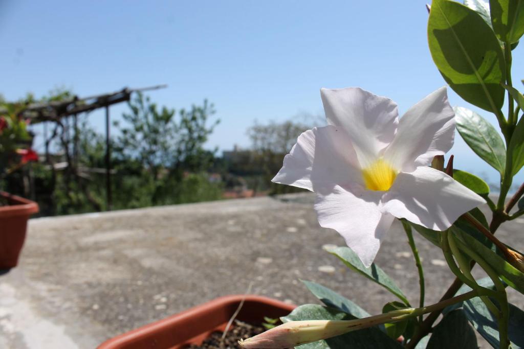 a white flower in a pot on a table at Da Licia in Pianillo