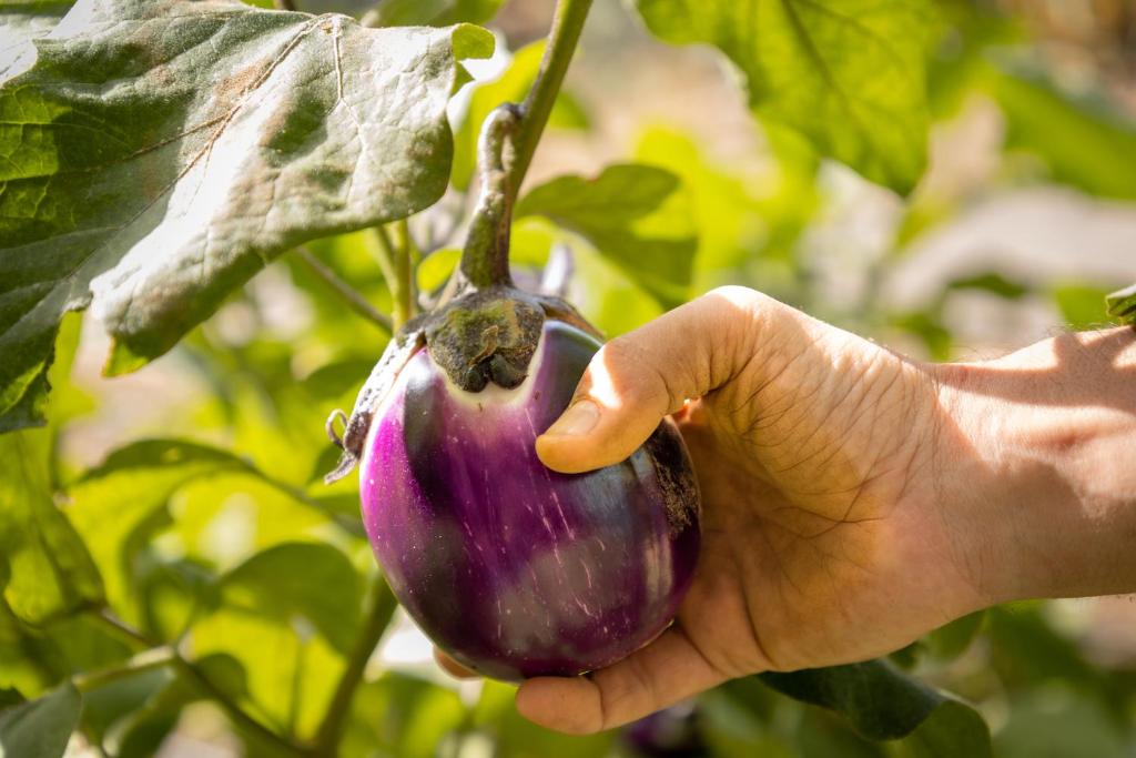 Zahrada ubytování Eco Village Baia Delle Ginestre