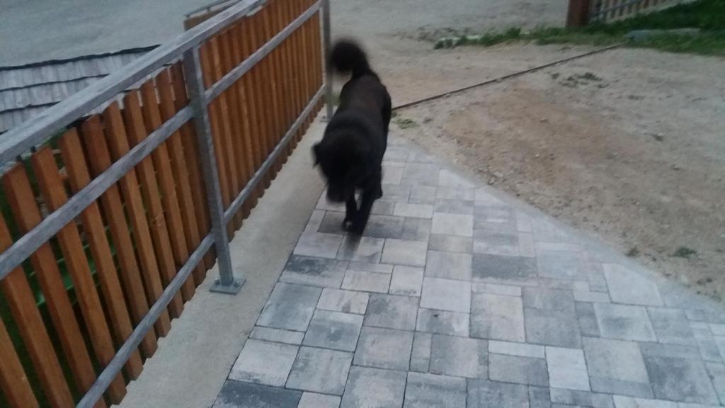 Domácí mazlíčci ubytovaní s hosty v ubytování Perchnerhof
