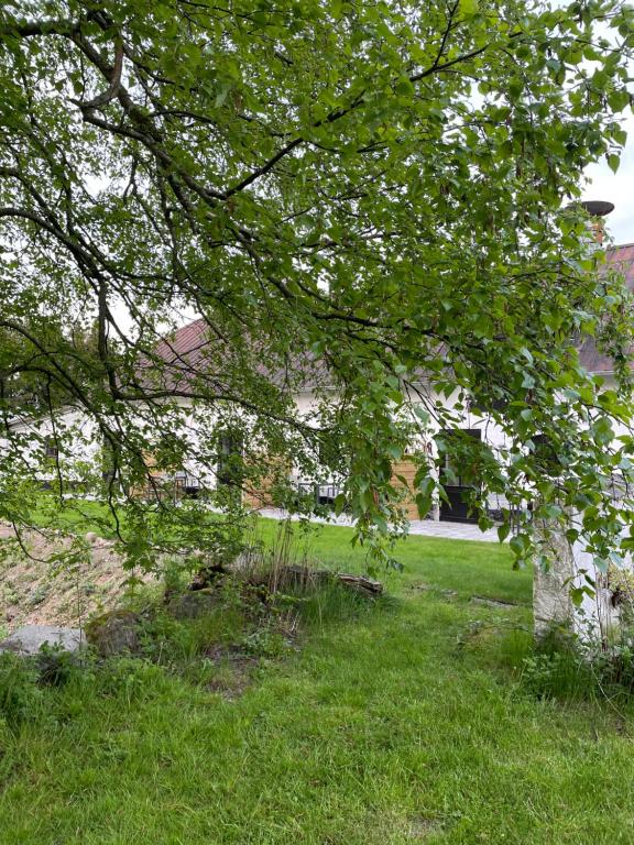 un albero nell'erba con un edificio sullo sfondo di Berits Bed and Breakfast a Haderslev