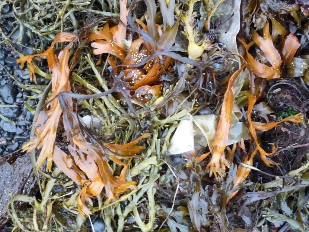 Gambar di galeri bagi Tangahús Guesthouse di Borðeyri