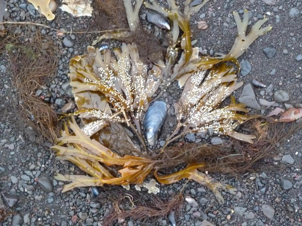 Gambar di galeri bagi Tangahús Guesthouse di Borðeyri