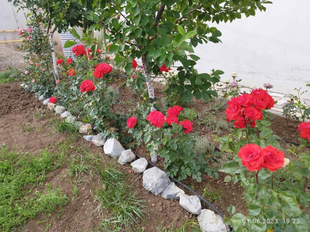 a row of red flowers in a garden at dream villa in Tbilisi City