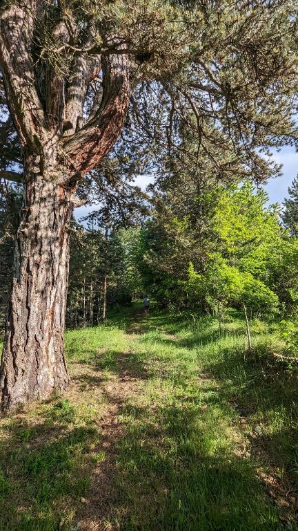 a large tree in a grassy field next to a tree at A Pine vikendica u srcu Zapadne Srbije in Nova Varoš