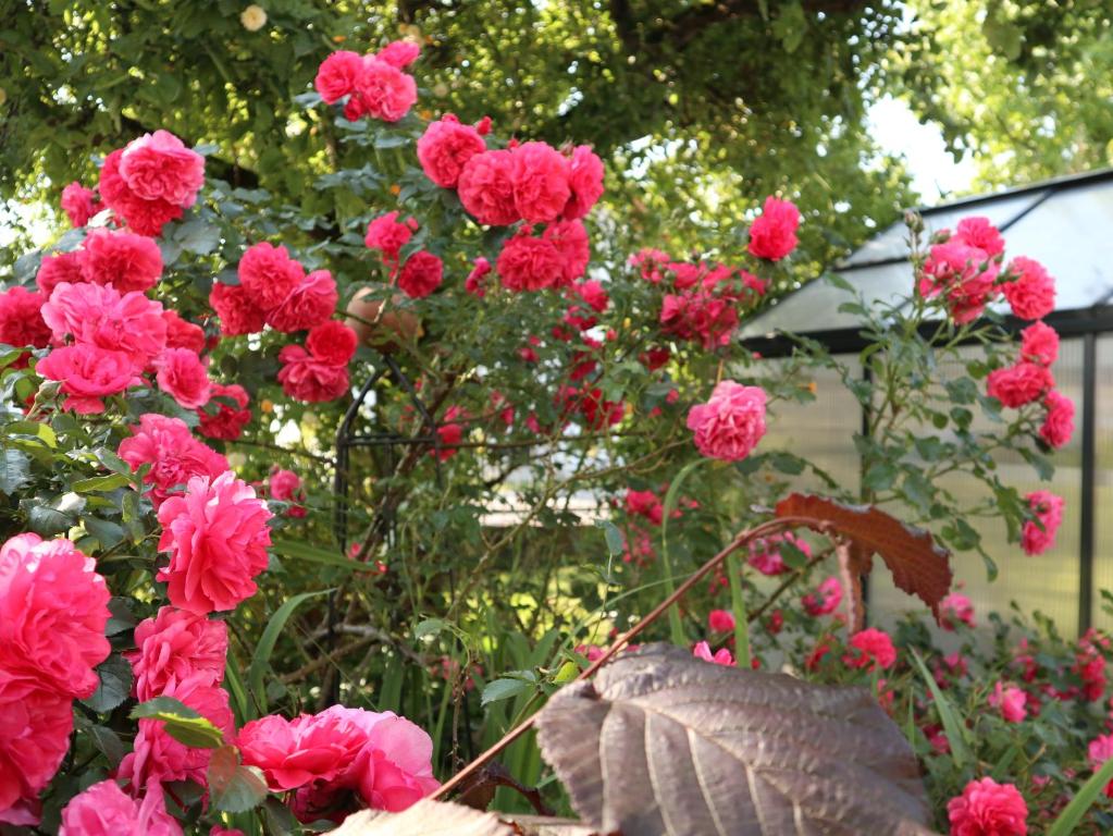 Jardín al aire libre en Ferienwohnung am Rhein