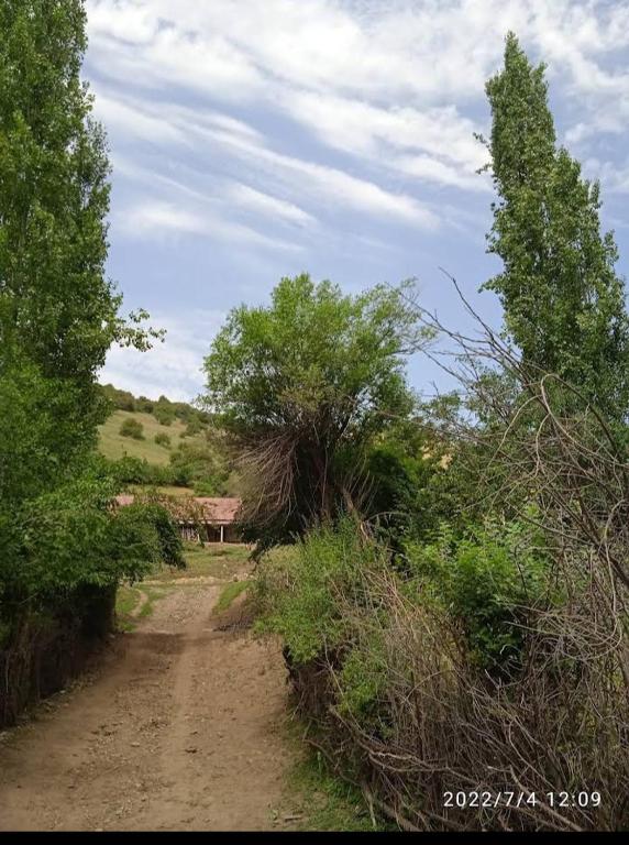 una strada sterrata in mezzo a un campo con alberi di Jailoo life 