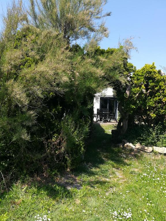 un arbre dans un champ avec une maison en arrière-plan dans l'établissement 4. Ty gevred à 500m de l'océan, à Saint-Jean-Trolimon