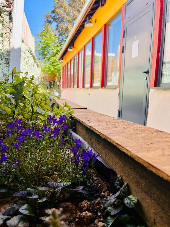 Jardin de l'établissement YASI Hostel