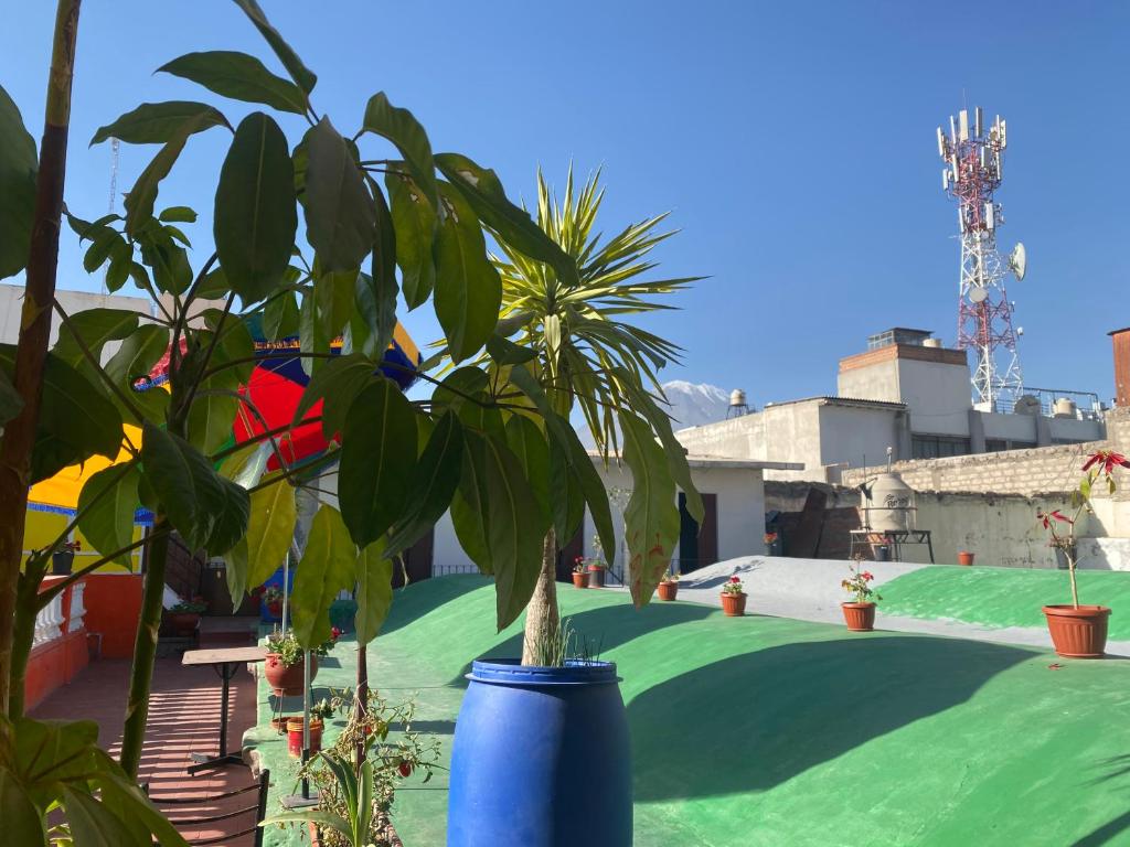 una olla azul con una planta en un patio en pusary hostel, en Arequipa