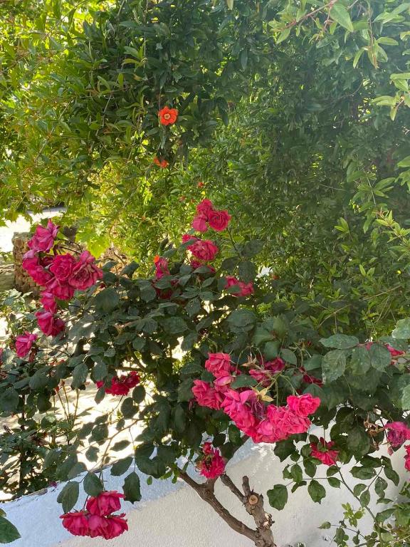 A garden outside Males House