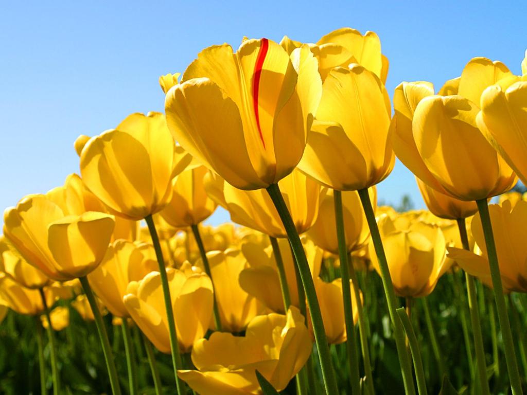 un grupo de tulipanes amarillos en un campo en Guest House Sunshine, en Mostar