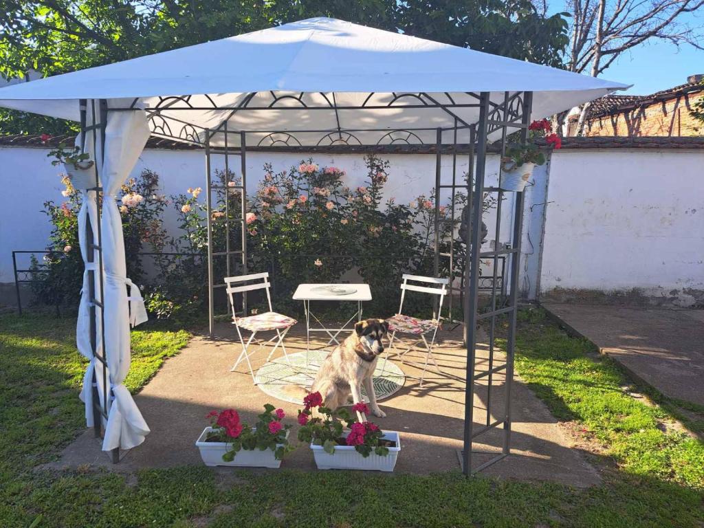 een hond onder een tent met een tafel en stoelen bij Apartman BLOOM in Petrovaradin