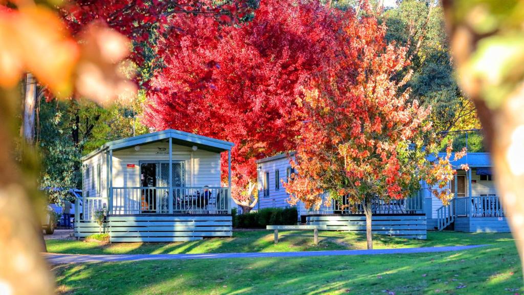 a house with a red tree in front of it at Beechworth Lake Sambell Caravan Park in Beechworth
