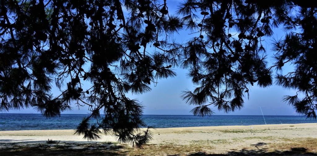 a view of the beach from under a tree at Sofi's Beach Bungalows in Skala Prinou