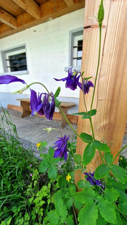 Zahrada ubytování Chalet-Daheim-Fiesch 3,5-Zimmerwohnung