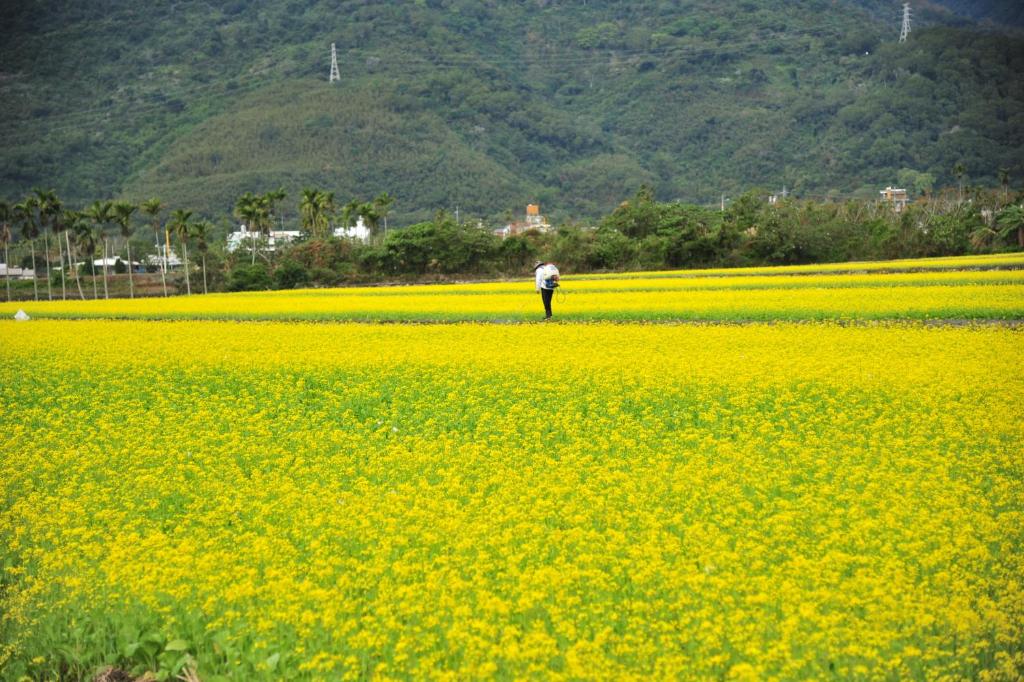a person walking through a field of yellow flowers at Guanshan Fukuda Homestay in Guanshan