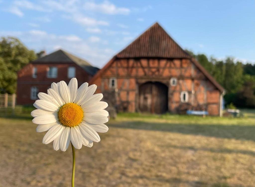 una flor blanca delante de un granero en Ferienwohnung Elbsegler, en Bleckede