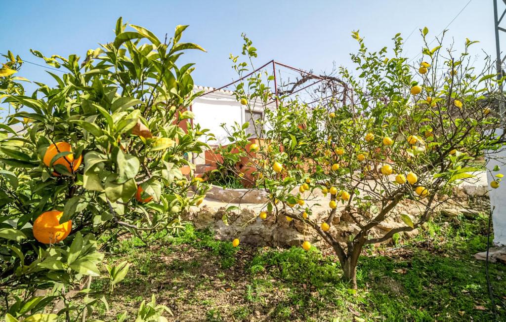 an orange tree in a garden at Casa rural Antonio y Esperanza in Periana