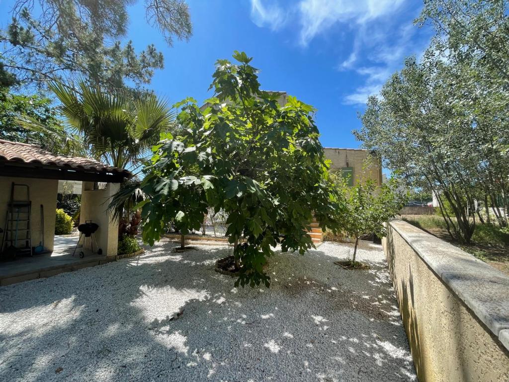 un arbre dans une cour à côté d'une clôture dans l'établissement MARSEILLAN PLAGE JOLI T2, à Marseillan