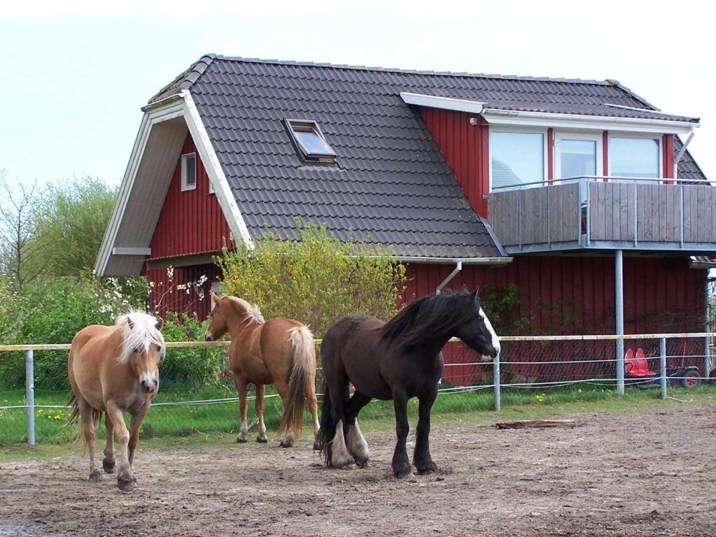 tres caballos parados frente a una casa roja en Urlaub auf dem Bauernhof, en Rubitz