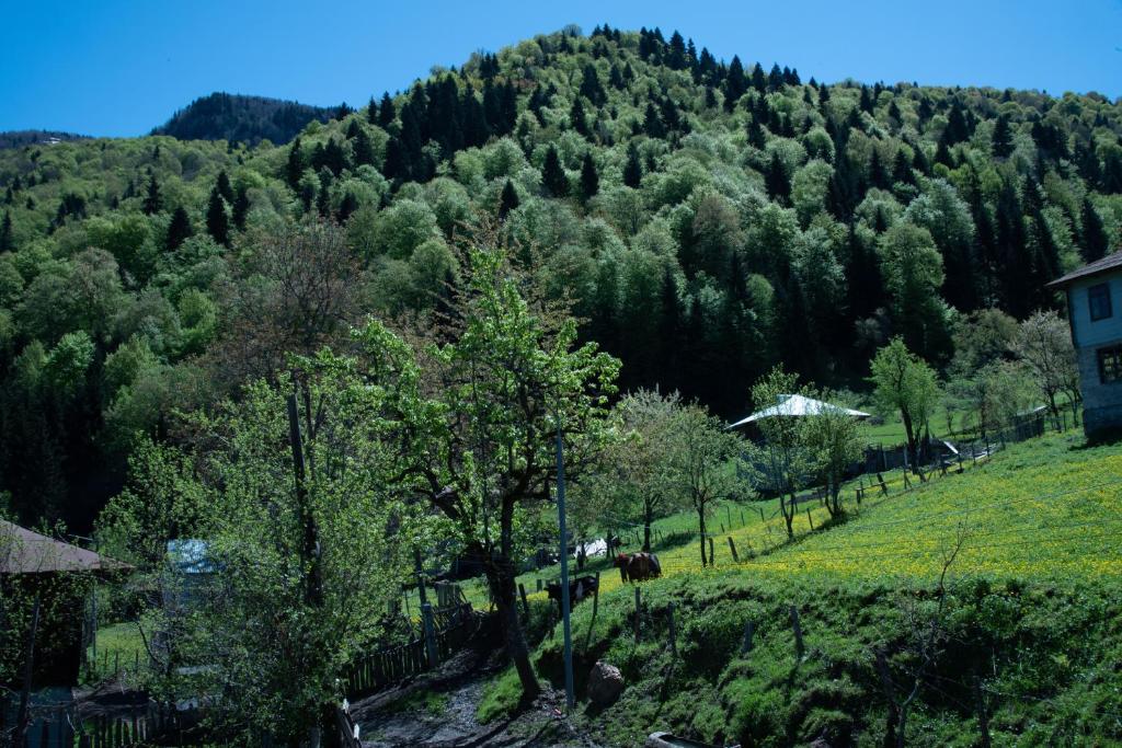 vista su una montagna con una casa e alberi di Oda a Khulo