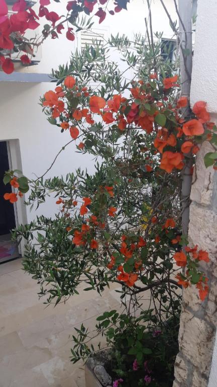 Zahrada ubytování Hvar Deluxe Rooms