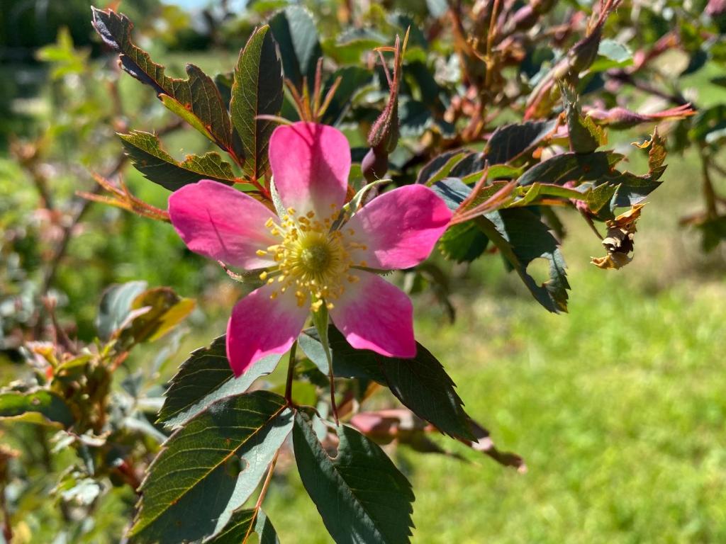 a pink flower on a tree with green leaves at Moulin de la Rouchotte in Frétigney-et-Velloreille
