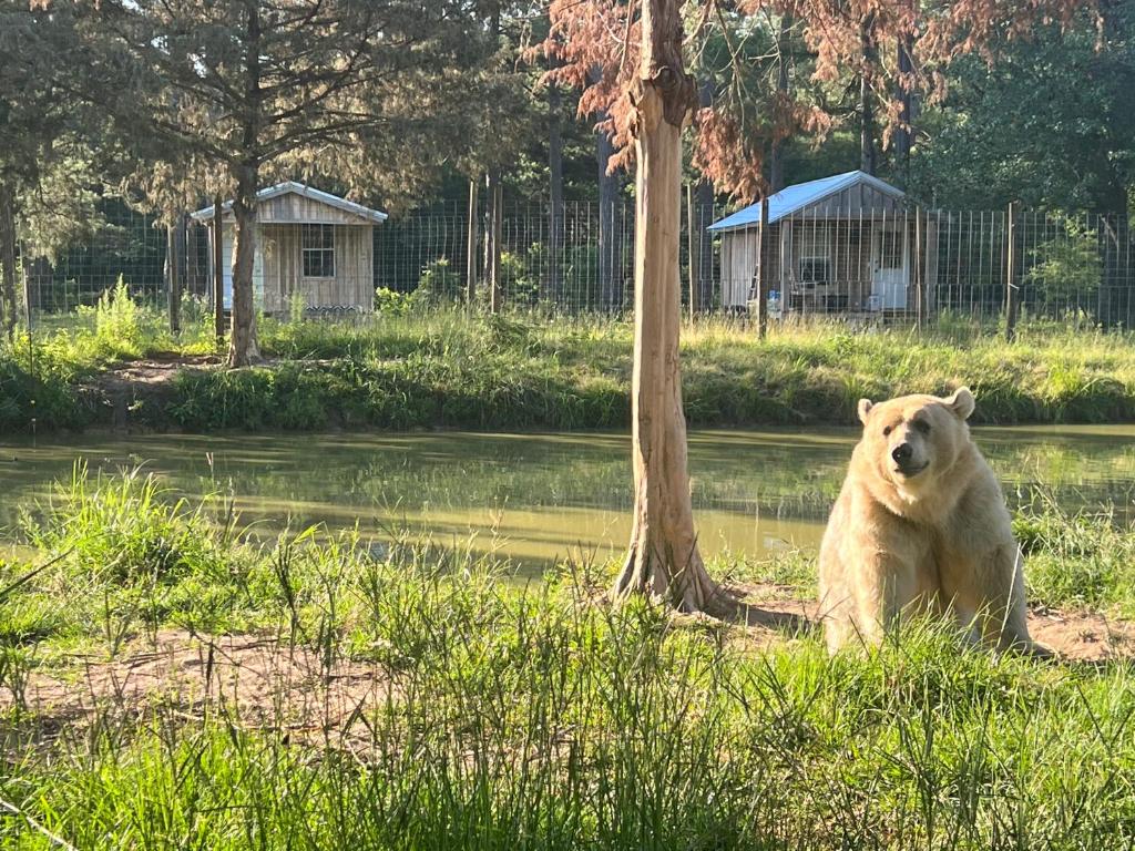 un ours polaire assis dans l'herbe à côté d'une rivière dans l'établissement Grizzly Ranch, à Geneva