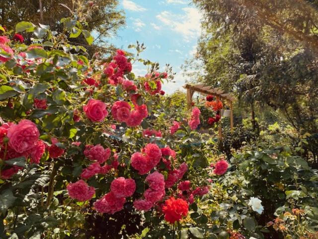 un bouquet de fleurs roses dans un jardin dans l'établissement GARDEN VIEW near FRANKFURT ----- STAY LIKE AT HOME -----, à Hanau