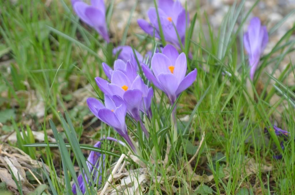 a group of purple flowers in the grass at Panoramablick in Schruns-Tschagguns