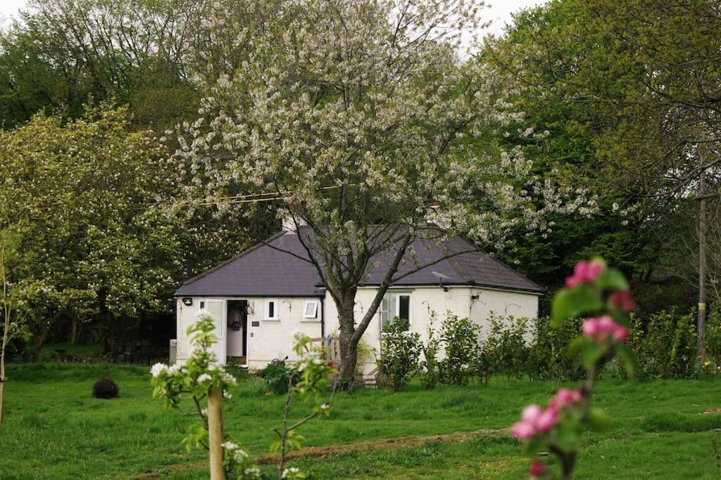 a white house in a field with a tree at Magnolia Cottage - Kent in Lyminge