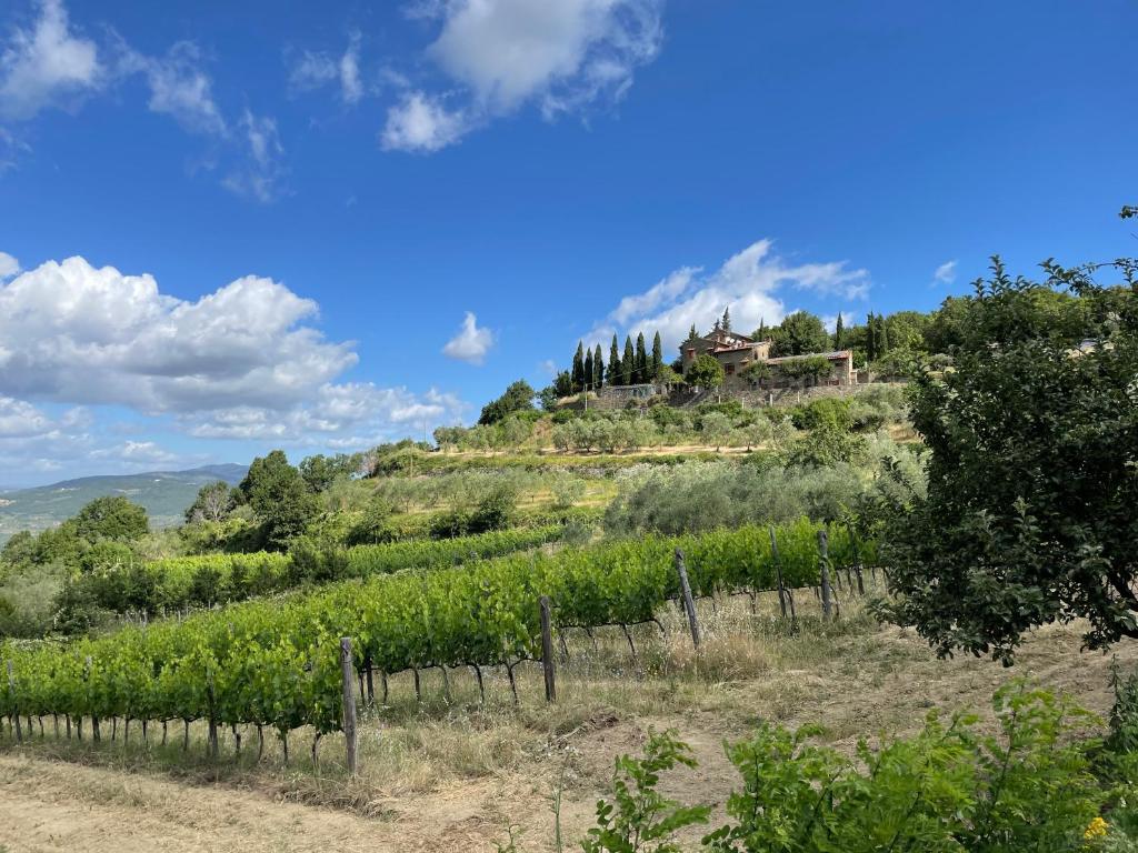 een wijngaard met een huis op een heuvel bij Agriturismo Podere Querceto in Borselli