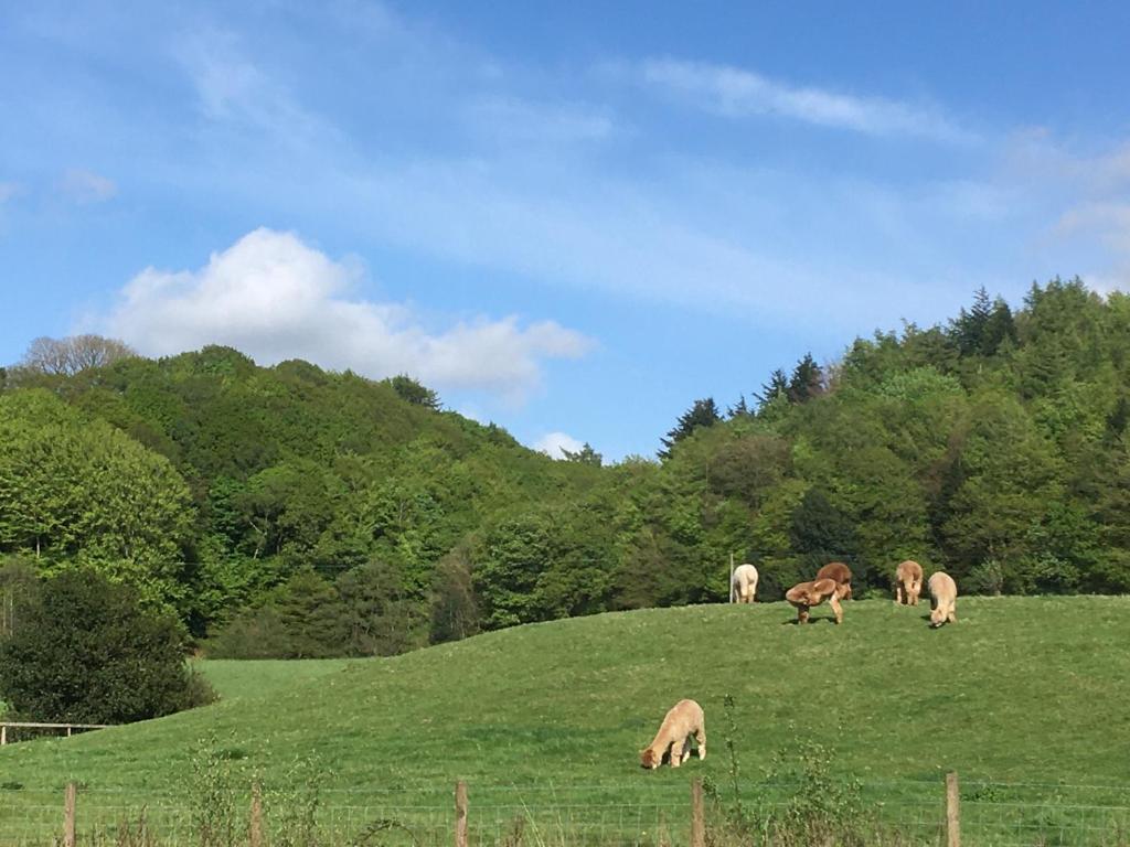 a group of animals grazing on a grassy hill at Lythe brow in Lancaster