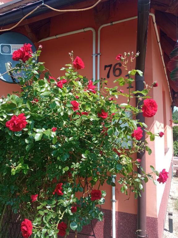 a bush of red roses on the side of a house at Domek letni in Pozezdrze