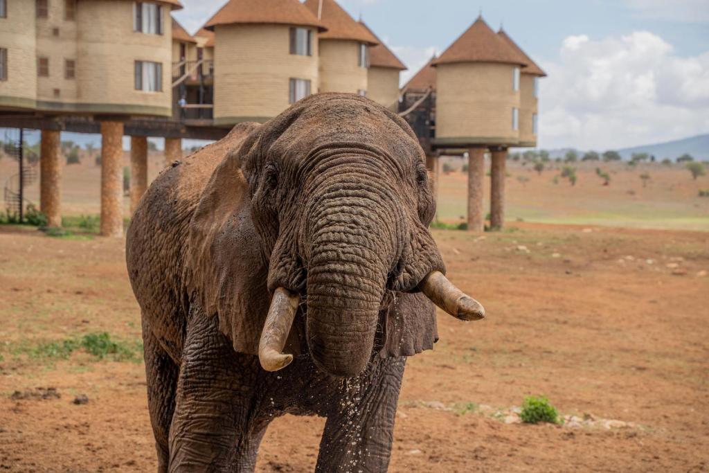 an elephant standing in front of a house at Salt Lick Safari Lodge in Tsavo