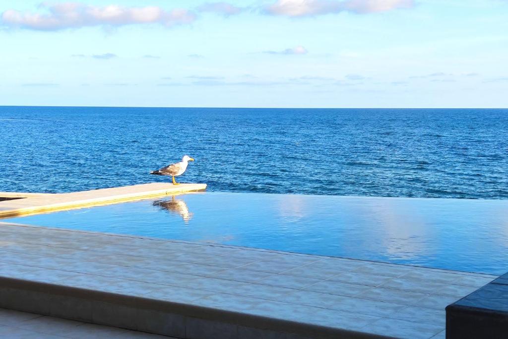 un pájaro sentado en el borde de una piscina con vistas al océano en Aurelia Beach, private pool, Santa Marinella, Rome, en Santa Marinella