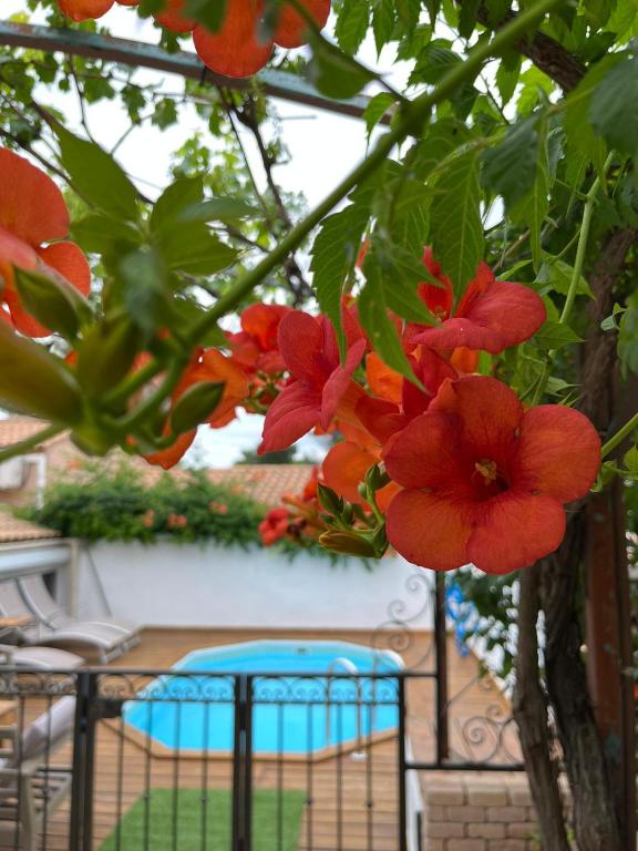 a bunch of red flowers hanging from a tree at Maison en Provence in Salon-de-Provence