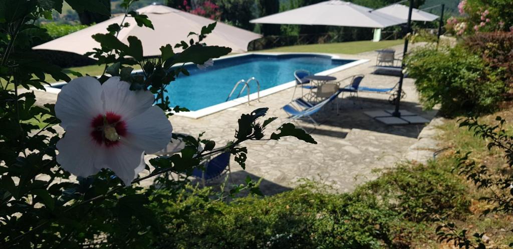 a white flower in a bush next to a swimming pool at Case in campagna con piscina a Todi in Todi