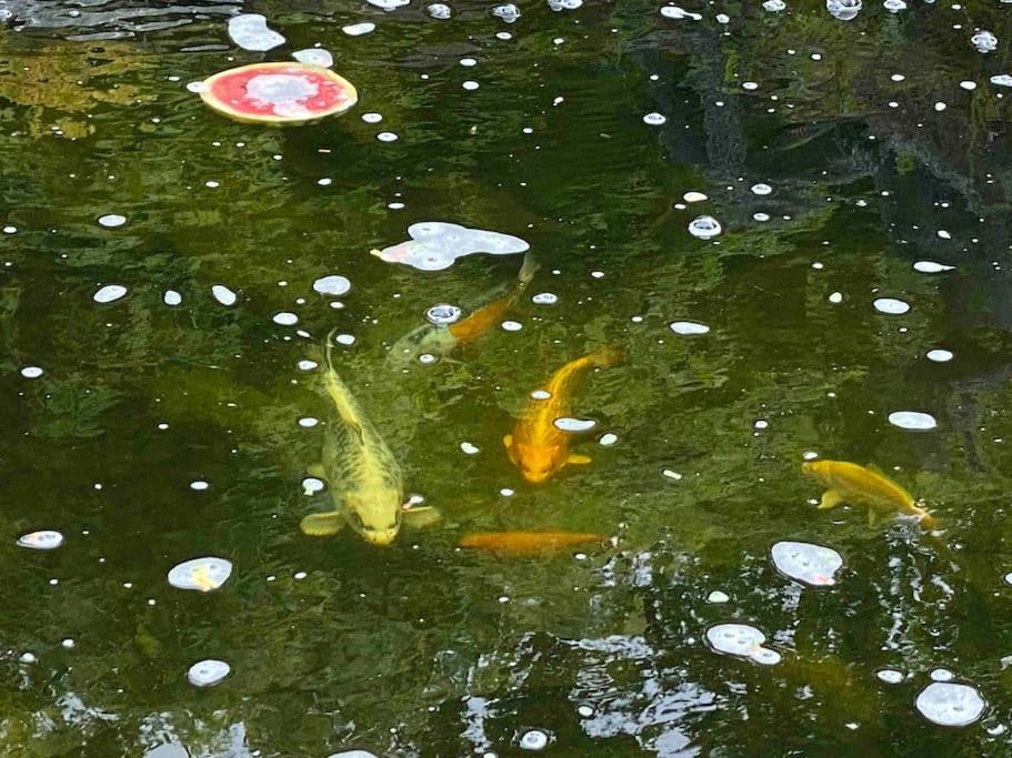 Zvířata v prázdninového domu nebo okolí
