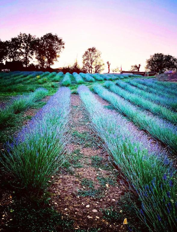 Zahrada ubytování La Lavandula
