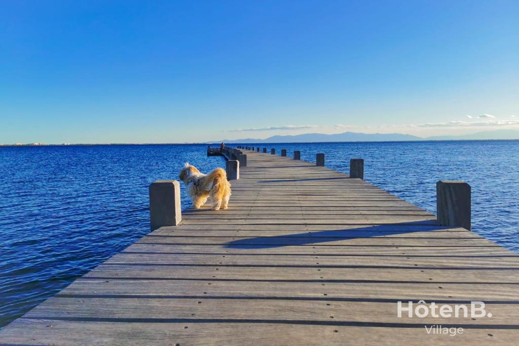 a dog standing on a pier in the water at Natural Escape Air-Conditioned T2 BIS Pools and Private Estate in Fitou! in Fitou