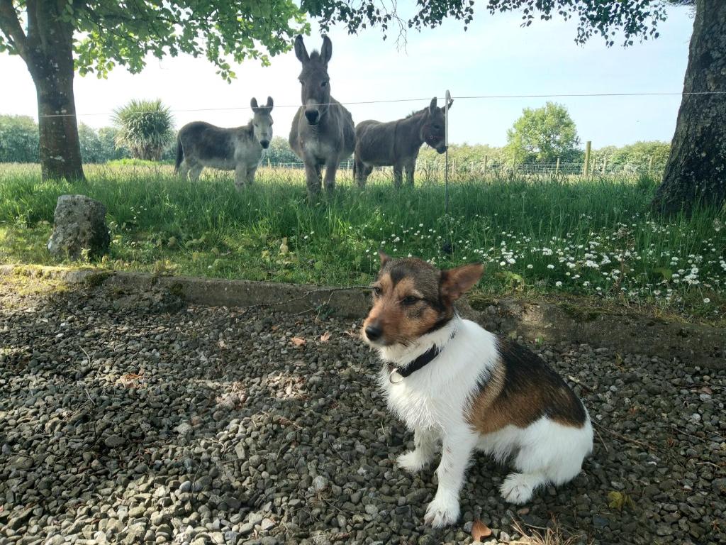 Domácí mazlíčci ubytovaní s hosty v ubytování The Wandering Donkey Guest House