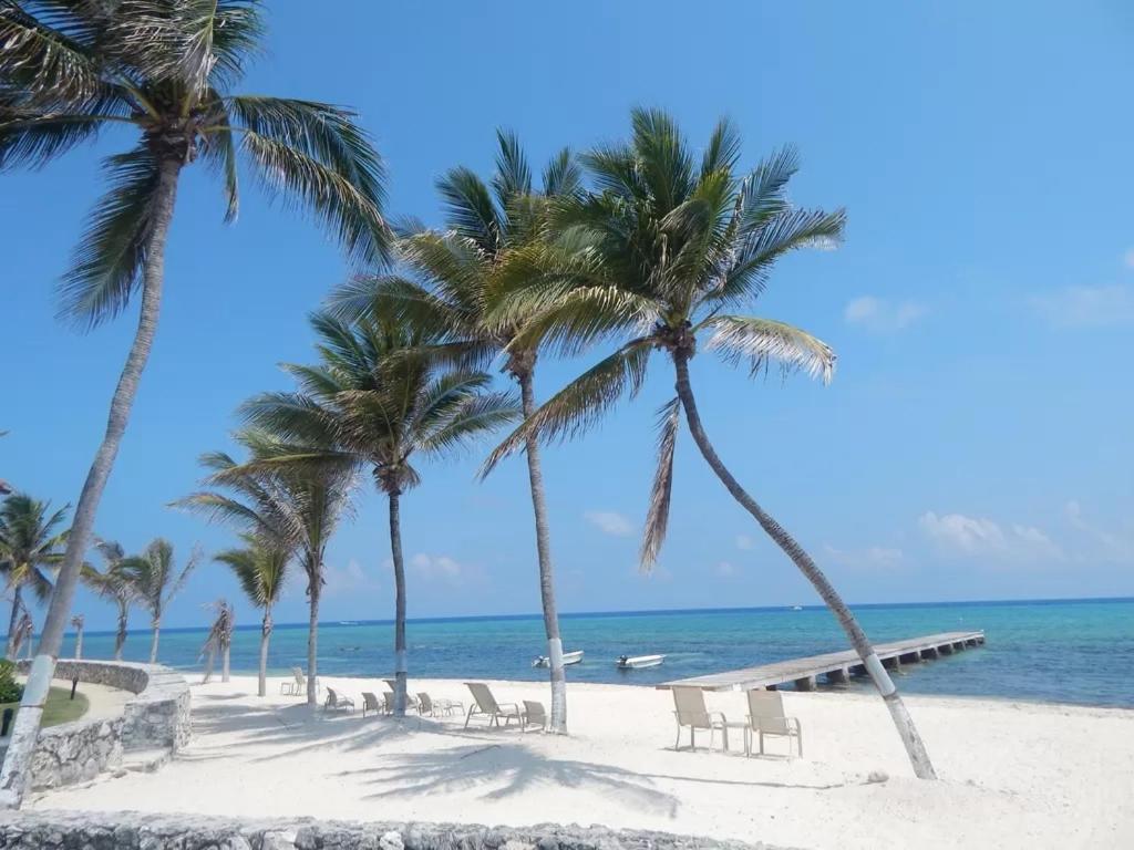 - une plage avec des chaises, des palmiers et l'océan dans l'établissement Beach Living at Villas Pappagallo (BLPD), à West Bay