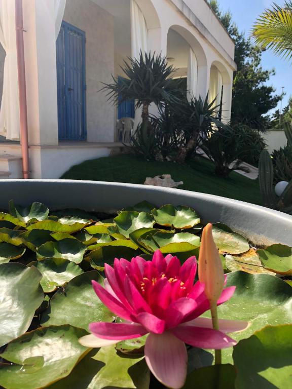 A garden outside La sirenetta bellicosa
