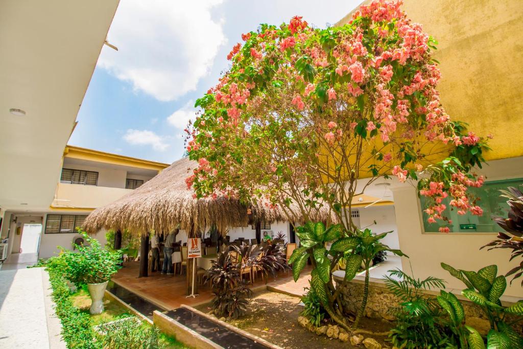 Zahrada ubytování Hotel Ancor