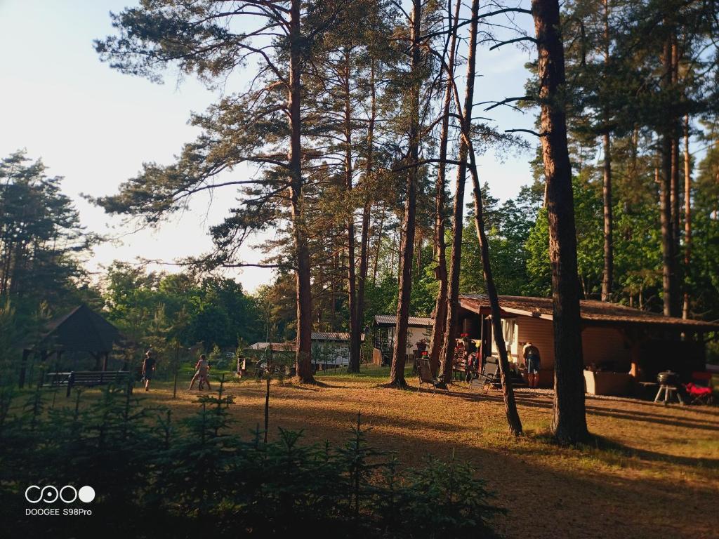 domek na środku lasu z drzewami w obiekcie Sosnowy Raj - domki na Mazurach w mieście Maradki