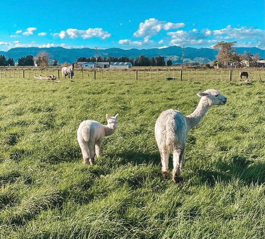 two llamas standing in a field of grass at Tiny Home Farm Stay Retreat in Hikutaia