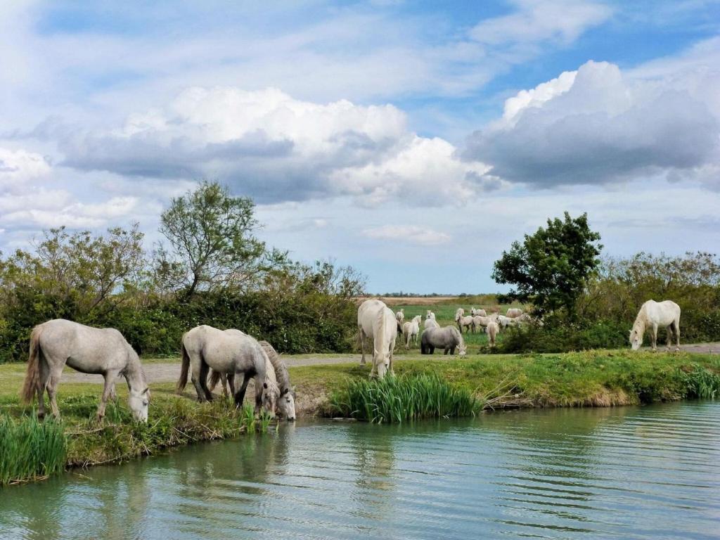 a herd of horses drinking water from a river at Small holiday home with courtyard, Bellegarde in Bellegarde
